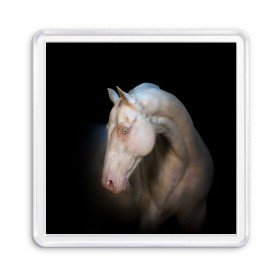 Магнит 55*55 с принтом Белая лошадь в Екатеринбурге, Пластик | Размер: 65*65 мм; Размер печати: 55*55 мм | animal | black | breed | horse | muscle | muzzle | strength | unusual | white | белый | животное | конь | лошадь | мышцы | необычный | порода | сила | скакун
