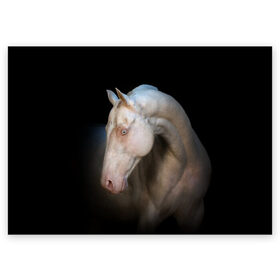 Поздравительная открытка с принтом Белая лошадь в Екатеринбурге, 100% бумага | плотность бумаги 280 г/м2, матовая, на обратной стороне линовка и место для марки
 | Тематика изображения на принте: animal | black | breed | horse | muscle | muzzle | strength | unusual | white | белый | животное | конь | лошадь | мышцы | необычный | порода | сила | скакун