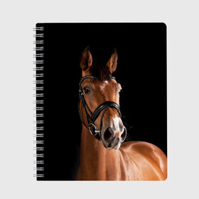 Тетрадь с принтом Гнедая лошадь в Екатеринбурге, 100% бумага | 48 листов, плотность листов — 60 г/м2, плотность картонной обложки — 250 г/м2. Листы скреплены сбоку удобной пружинной спиралью. Уголки страниц и обложки скругленные. Цвет линий — светло-серый
 | animal | beautiful | black | brown | eyes | gloss | harness | horse | look | muzzle | взгляд | глаза | гнедая | животное | конь | коричневый | красивый | лоск | лошадь | сбруя | скакун | черный