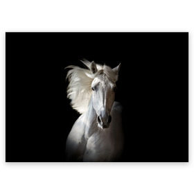 Поздравительная открытка с принтом Белая лошадь в Екатеринбурге, 100% бумага | плотность бумаги 280 г/м2, матовая, на обратной стороне линовка и место для марки
 | animal | beautiful | black | eyes | gloss | grace | harness | horse | look | mane | muzzle | strength | white | белая | взгляд | глаза | грация | грива | животное | конь | красивый | лоск | лошадь | сбруя | сила | скакун