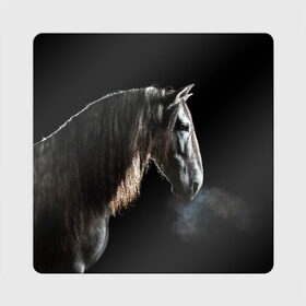 Магнит виниловый Квадрат с принтом Серный в яблоках конь в Екатеринбурге, полимерный материал с магнитным слоем | размер 9*9 см, закругленные углы | animal | beautiful | black | eyes | gloss | harness | horse | look | muzzle | portrait | в яблоках | взгляд | глаза | животное | конь | красивый | лоск | лошадь | портрет | сбруя | серый | скакун