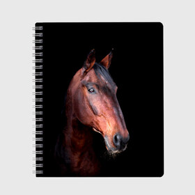 Тетрадь с принтом Гнедая лошадь в Екатеринбурге, 100% бумага | 48 листов, плотность листов — 60 г/м2, плотность картонной обложки — 250 г/м2. Листы скреплены сбоку удобной пружинной спиралью. Уголки страниц и обложки скругленные. Цвет линий — светло-серый
 | animal | beautiful | black | brown | chocolate | eyes | gloss | horse | look | muzzle | portrait | взгляд | глаза | животное | конь | коричневый | красивый | лоск | лошадь | портрет | скакун | черный | шоколадный