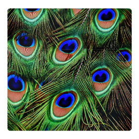 Магнитный плакат 3Х3 с принтом Перья павлина #1 в Екатеринбурге, Полимерный материал с магнитным слоем | 9 деталей размером 9*9 см | animal | bird | peacock feathers | животные | павлин | перо. | перья | птица
