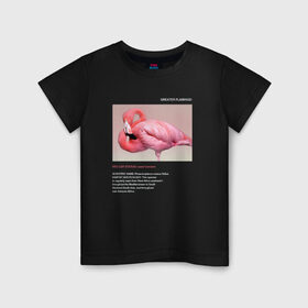 Детская футболка хлопок с принтом Greater Flamingo в Екатеринбурге, 100% хлопок | круглый вырез горловины, полуприлегающий силуэт, длина до линии бедер | Тематика изображения на принте: animals | red book | red list | животные | животные из красной книги | красная книга | редкие животные | фламинго