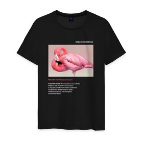 Мужская футболка хлопок с принтом Greater Flamingo в Екатеринбурге, 100% хлопок | прямой крой, круглый вырез горловины, длина до линии бедер, слегка спущенное плечо. | animals | red book | red list | животные | животные из красной книги | красная книга | редкие животные | фламинго