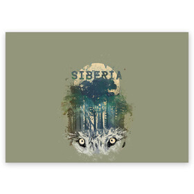 Поздравительная открытка с принтом Siberia в Екатеринбурге, 100% бумага | плотность бумаги 280 г/м2, матовая, на обратной стороне линовка и место для марки
 | forest | siberia | siberian | wolf | волк | лес | природа | сибирь | тайга | хищник