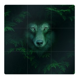 Магнитный плакат 3Х3 с принтом Сибирь. Лесной волк в Екатеринбурге, Полимерный материал с магнитным слоем | 9 деталей размером 9*9 см | safesibiria | siberia | алтай | волк | дикий | елки | ель | лес | охота | сибирь | сибирь горит | сибирьгорит | спаситесибирь | тайга | шерегеш | экология