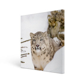 Холст квадратный с принтом Ирбис в Екатеринбурге, 100% ПВХ |  | snow leopard | барс | барсы | животное | животные | звери | зверь | зима | зимы | ирбис | киски | кот | коты | кошачьи | кошка | кошки | мохнатые | мохнатый | пятнистые | пятнистый | снег | снежный