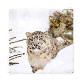 Магнит виниловый Квадрат с принтом Ирбис в Екатеринбурге, полимерный материал с магнитным слоем | размер 9*9 см, закругленные углы | snow leopard | барс | барсы | животное | животные | звери | зверь | зима | зимы | ирбис | киски | кот | коты | кошачьи | кошка | кошки | мохнатые | мохнатый | пятнистые | пятнистый | снег | снежный