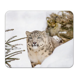 Коврик для мышки прямоугольный с принтом Ирбис в Екатеринбурге, натуральный каучук | размер 230 х 185 мм; запечатка лицевой стороны | snow leopard | барс | барсы | животное | животные | звери | зверь | зима | зимы | ирбис | киски | кот | коты | кошачьи | кошка | кошки | мохнатые | мохнатый | пятнистые | пятнистый | снег | снежный