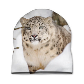 Шапка 3D с принтом Ирбис в Екатеринбурге, 100% полиэстер | универсальный размер, печать по всей поверхности изделия | Тематика изображения на принте: snow leopard | барс | барсы | животное | животные | звери | зверь | зима | зимы | ирбис | киски | кот | коты | кошачьи | кошка | кошки | мохнатые | мохнатый | пятнистые | пятнистый | снег | снежный