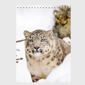 Скетчбук с принтом Ирбис в Екатеринбурге, 100% бумага
 | 48 листов, плотность листов — 100 г/м2, плотность картонной обложки — 250 г/м2. Листы скреплены сверху удобной пружинной спиралью | snow leopard | барс | барсы | животное | животные | звери | зверь | зима | зимы | ирбис | киски | кот | коты | кошачьи | кошка | кошки | мохнатые | мохнатый | пятнистые | пятнистый | снег | снежный