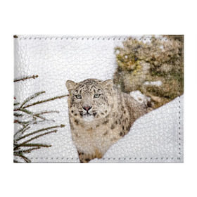 Обложка для студенческого билета с принтом Ирбис в Екатеринбурге, натуральная кожа | Размер: 11*8 см; Печать на всей внешней стороне | snow leopard | барс | барсы | животное | животные | звери | зверь | зима | зимы | ирбис | киски | кот | коты | кошачьи | кошка | кошки | мохнатые | мохнатый | пятнистые | пятнистый | снег | снежный