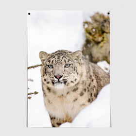 Постер с принтом Ирбис в Екатеринбурге, 100% бумага
 | бумага, плотность 150 мг. Матовая, но за счет высокого коэффициента гладкости имеет небольшой блеск и дает на свету блики, но в отличии от глянцевой бумаги не покрыта лаком | snow leopard | барс | барсы | животное | животные | звери | зверь | зима | зимы | ирбис | киски | кот | коты | кошачьи | кошка | кошки | мохнатые | мохнатый | пятнистые | пятнистый | снег | снежный