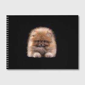Альбом для рисования с принтом Рыжий Шпиц в Екатеринбурге, 100% бумага
 | матовая бумага, плотность 200 мг. | детская | женская | купить | мужская | пес | рисунки щенков | рыжий | с принтом | с собаками | с собакой | со шпицами | со щенком | собака | собаки | шпиц | щенок