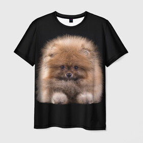 Мужская футболка 3D с принтом Рыжий Шпиц в Екатеринбурге, 100% полиэфир | прямой крой, круглый вырез горловины, длина до линии бедер | детская | женская | купить | мужская | пес | рисунки щенков | рыжий | с принтом | с собаками | с собакой | со шпицами | со щенком | собака | собаки | шпиц | щенок
