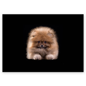 Поздравительная открытка с принтом Рыжий Шпиц в Екатеринбурге, 100% бумага | плотность бумаги 280 г/м2, матовая, на обратной стороне линовка и место для марки
 | детская | женская | купить | мужская | пес | рисунки щенков | рыжий | с принтом | с собаками | с собакой | со шпицами | со щенком | собака | собаки | шпиц | щенок