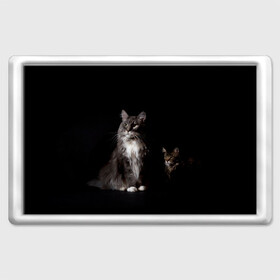 Магнит 45*70 с принтом Котики в Екатеринбурге, Пластик | Размер: 78*52 мм; Размер печати: 70*45 | Тематика изображения на принте: animal | animals | beast | black | cat | kitten | животное | животные | зверек | зверь | кот | котейка | котенок | котики | котэ | кошка | кошки | мейн кун | черная