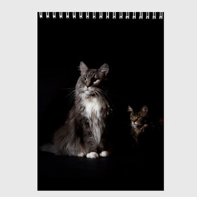 Скетчбук с принтом Котики в Екатеринбурге, 100% бумага
 | 48 листов, плотность листов — 100 г/м2, плотность картонной обложки — 250 г/м2. Листы скреплены сверху удобной пружинной спиралью | animal | animals | beast | black | cat | kitten | животное | животные | зверек | зверь | кот | котейка | котенок | котики | котэ | кошка | кошки | мейн кун | черная