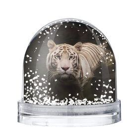 Снежный шар с принтом Белый тигр в Екатеринбурге, Пластик | Изображение внутри шара печатается на глянцевой фотобумаге с двух сторон | белые | белый | животное | животные | звери | зверушка | зверушки | зверь | зверьё | кот | котик | котики | коты | кошка | кошки | полосатые | полосатый | природа | тигр | тигры | хищник | хищники