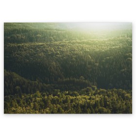 Поздравительная открытка с принтом Летний лес в Екатеринбурге, 100% бумага | плотность бумаги 280 г/м2, матовая, на обратной стороне линовка и место для марки
 | дерево | деревья | зеленый | лес | лето | небо | облако | солнце | темный | ярко