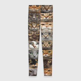 Леггинсы 3D с принтом КОТОПАТТЕРН в Екатеринбурге, 80% полиэстер, 20% эластан | Эластичный пояс, зауженные к низу, низкая посадка | cat | взгляд | кот | кот хипстер | котёнок | котятки | котятушки | кошечки | кошка | мордочка
