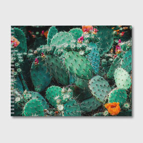 Альбом для рисования с принтом кактусы с цветами реализм в Екатеринбурге, 100% бумага
 | матовая бумага, плотность 200 мг. | бутоны | иголки | кактус | кактусы | комнатные растения | лето | реализм | суккуленты | тропики | узор | цветки | цветы | экзотика