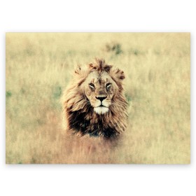Поздравительная открытка с принтом Lion King в Екатеринбурге, 100% бумага | плотность бумаги 280 г/м2, матовая, на обратной стороне линовка и место для марки
 | animals | king | lion | африка | взгляд | голова | грива | дикие | животные | зверек | зверь | зодиак | клыки | король | кот | кошак | кошка | лапы | лев | лео | львенок | оскал | природа | саванна | симба | созвездие