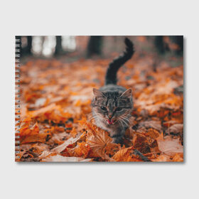 Альбом для рисования с принтом мяукающий кот осенние листья в Екатеринбурге, 100% бумага
 | матовая бумага, плотность 200 мг. | золотая осень | кот | кошка | крик | листва | листья | мяу | мяукает | осень | сезон | уличный котейка