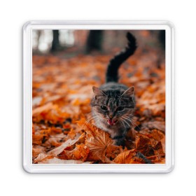 Магнит 55*55 с принтом мяукающий кот осенние листья в Екатеринбурге, Пластик | Размер: 65*65 мм; Размер печати: 55*55 мм | Тематика изображения на принте: золотая осень | кот | кошка | крик | листва | листья | мяу | мяукает | осень | сезон | уличный котейка