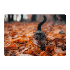 Магнитный плакат 3Х2 с принтом мяукающий кот осенние листья в Екатеринбурге, Полимерный материал с магнитным слоем | 6 деталей размером 9*9 см | золотая осень | кот | кошка | крик | листва | листья | мяу | мяукает | осень | сезон | уличный котейка