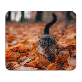 Коврик для мышки прямоугольный с принтом мяукающий кот осенние листья в Екатеринбурге, натуральный каучук | размер 230 х 185 мм; запечатка лицевой стороны | Тематика изображения на принте: золотая осень | кот | кошка | крик | листва | листья | мяу | мяукает | осень | сезон | уличный котейка