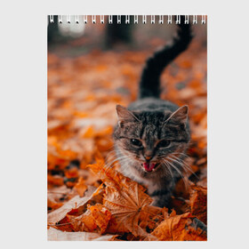 Скетчбук с принтом мяукающий кот осенние листья в Екатеринбурге, 100% бумага
 | 48 листов, плотность листов — 100 г/м2, плотность картонной обложки — 250 г/м2. Листы скреплены сверху удобной пружинной спиралью | Тематика изображения на принте: золотая осень | кот | кошка | крик | листва | листья | мяу | мяукает | осень | сезон | уличный котейка
