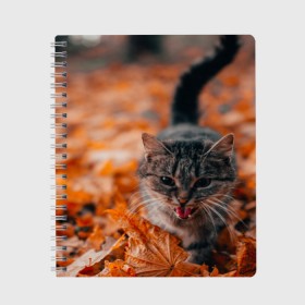 Тетрадь с принтом мяукающий кот осенние листья в Екатеринбурге, 100% бумага | 48 листов, плотность листов — 60 г/м2, плотность картонной обложки — 250 г/м2. Листы скреплены сбоку удобной пружинной спиралью. Уголки страниц и обложки скругленные. Цвет линий — светло-серый
 | Тематика изображения на принте: золотая осень | кот | кошка | крик | листва | листья | мяу | мяукает | осень | сезон | уличный котейка