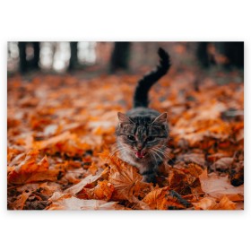 Поздравительная открытка с принтом мяукающий кот осенние листья в Екатеринбурге, 100% бумага | плотность бумаги 280 г/м2, матовая, на обратной стороне линовка и место для марки
 | золотая осень | кот | кошка | крик | листва | листья | мяу | мяукает | осень | сезон | уличный котейка
