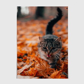 Постер с принтом мяукающий кот осенние листья в Екатеринбурге, 100% бумага
 | бумага, плотность 150 мг. Матовая, но за счет высокого коэффициента гладкости имеет небольшой блеск и дает на свету блики, но в отличии от глянцевой бумаги не покрыта лаком | золотая осень | кот | кошка | крик | листва | листья | мяу | мяукает | осень | сезон | уличный котейка