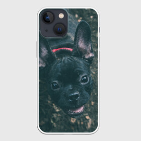 Чехол для iPhone 13 mini с принтом Бульдог морда собакена черного в Екатеринбурге,  |  | бульдог | гав | глаза | любимец | любителю животных | ошейник | пес | песель | песик | питомец | псина | псинка | собака | собакен | собачка | собачник | уши | черный | язык