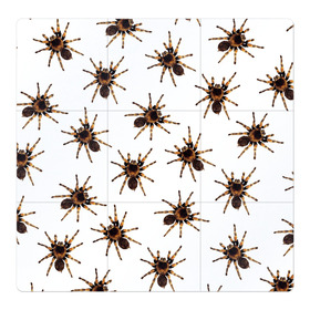 Магнитный плакат 3Х3 с принтом В пауках в Екатеринбурге, Полимерный материал с магнитным слоем | 9 деталей размером 9*9 см | pattern | spider | джунгли | дикие | животные | жуки | звери | лапы | мерзкие | монстр | насекомые | паттерн | паук | пауки | паутина | паучок | птицеед | страшный | существа | тараканы | тарантул | тропики
