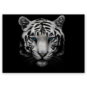 Поздравительная открытка с принтом Белый Тигр в Екатеринбурге, 100% бумага | плотность бумаги 280 г/м2, матовая, на обратной стороне линовка и место для марки
 | Тематика изображения на принте: tiger | животное | тигр | тигрица | чернобелый