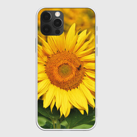 Чехол для iPhone 12 Pro Max с принтом Подсолнух в Екатеринбурге, Силикон |  | Тематика изображения на принте: подсолнух | подсолнухи | природа | растение | растения | флора | фотография | цвет | цветами | цветов | цветок | цветочек | цветочки | цветочные | цветочный | цветы