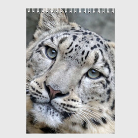Скетчбук с принтом Ирбис в Екатеринбурге, 100% бумага
 | 48 листов, плотность листов — 100 г/м2, плотность картонной обложки — 250 г/м2. Листы скреплены сверху удобной пружинной спиралью | Тематика изображения на принте: snow leopard | барс | барсы | животное | животные | звери | зверь | зима | зимы | ирбис | киски | кот | коты | кошачьи | кошка | кошки | мохнатые | мохнатый | пятнистые | пятнистый | снег | снежный