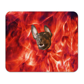 Коврик для мышки прямоугольный с принтом Огненый Пес в Екатеринбурге, натуральный каучук | размер 230 х 185 мм; запечатка лицевой стороны | голова | горячий | горящий | доберман | животное | зверек | зверь | зубы | клык | красный | лицо | овчарка | огонь | пес | пламя | рот | ротвейлер | свет | собака | удивленный | улыбка | щенок