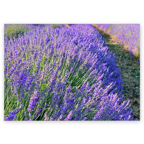 Поздравительная открытка с принтом Lavender field в Екатеринбурге, 100% бумага | плотность бумаги 280 г/м2, матовая, на обратной стороне линовка и место для марки
 | Тематика изображения на принте: field | green | lavender | nature | summer | violet | бутон | клумба. | лаванда | лето | лиловый | поле | сиреневый | фиолетовый | цветение | цветок | цветы