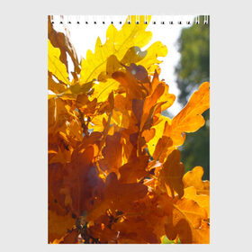 Скетчбук с принтом Букет из осенних листьев в Екатеринбурге, 100% бумага
 | 48 листов, плотность листов — 100 г/м2, плотность картонной обложки — 250 г/м2. Листы скреплены сверху удобной пружинной спиралью | бабье лето | золотая осень | листья желтые | листья осенние | сентябрь | третье сентября