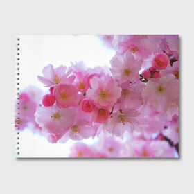 Альбом для рисования с принтом Японская вишня в Екатеринбурге, 100% бумага
 | матовая бумага, плотность 200 мг. | Тематика изображения на принте: вишни | вишня | дерево | деревья | природа | природный | растение | растения | флора | цветок | цветущая | цветущие | цветущий | цветы | японская | японские