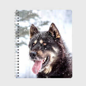 Тетрадь с принтом Сибирский Хаски в Екатеринбурге, 100% бумага | 48 листов, плотность листов — 60 г/м2, плотность картонной обложки — 250 г/м2. Листы скреплены сбоку удобной пружинной спиралью. Уголки страниц и обложки скругленные. Цвет линий — светло-серый
 | dog | животные | зима | пес | природа | сибирский | снег | собака | собаки | собакчка | собачки | хаски