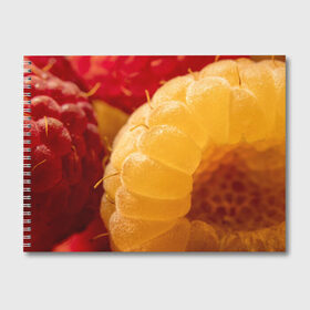 Альбом для рисования с принтом Малина в Екатеринбурге, 100% бумага
 | матовая бумага, плотность 200 мг. | Тематика изображения на принте: еда | жёлтая | жёлтые | красная | красные | малина | малинка | природа | растение | растения | ягода | ягодки | ягоды