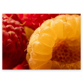 Поздравительная открытка с принтом Малина в Екатеринбурге, 100% бумага | плотность бумаги 280 г/м2, матовая, на обратной стороне линовка и место для марки
 | Тематика изображения на принте: еда | жёлтая | жёлтые | красная | красные | малина | малинка | природа | растение | растения | ягода | ягодки | ягоды