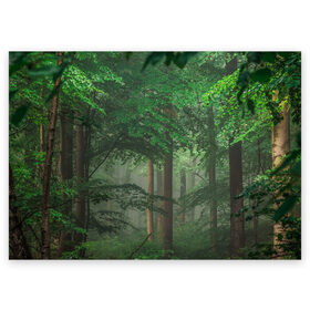 Поздравительная открытка с принтом Тропический лес в Екатеринбурге, 100% бумага | плотность бумаги 280 г/м2, матовая, на обратной стороне линовка и место для марки
 | деревья | джунгли | зеленый лес | зелень | лес | тропики | тропический лес