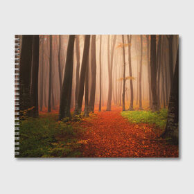Альбом для рисования с принтом Осенний лес в Екатеринбурге, 100% бумага
 | матовая бумага, плотность 200 мг. | Тематика изображения на принте: деревья | лес | листва | осенний лес | осень | природа